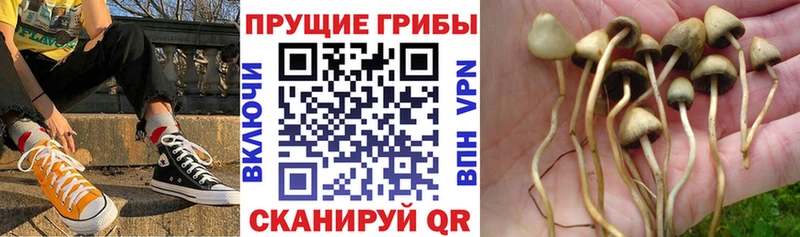 купить наркотик  Нальчик  Псилоцибиновые грибы Psilocybe 